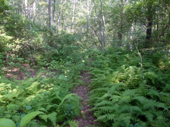 Cape Cod jungle path