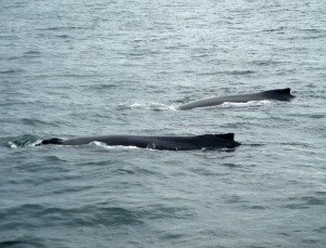 whales arching